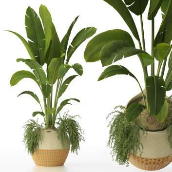 Topfpflanze  Banane 130 3D-Modell