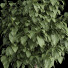 Planta en maceta Conjunto de Arbustos 01 - Jasurbek