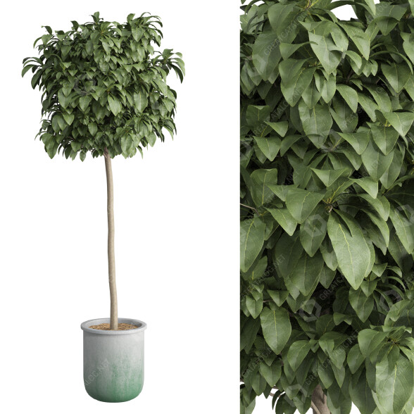 Planta en maceta Conjunto de Arbustos 01 Modelo 3D