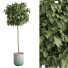 Planta en maceta Conjunto de Arbustos 01 - Jasurbek