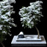 Tree Under Snow Outdoor Plant Vol 24 - uniquevry