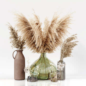 Collection Dried Plants 3D модель