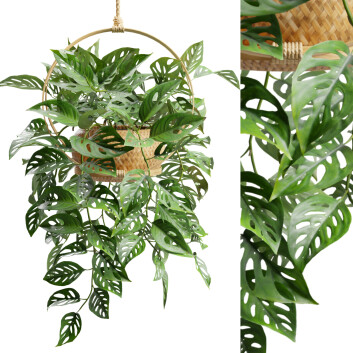 Roślina doniczkowa  Monstera Adansonii Model 3D