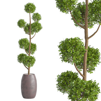 Roślina doniczkowa  Junipers in Sepia Duo Ceramic Planters Model 3D