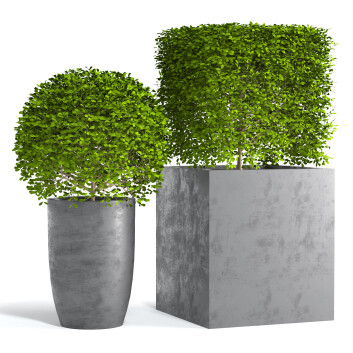 Rośliny doniczkowe  Topiary Buxus 01 Model 3D