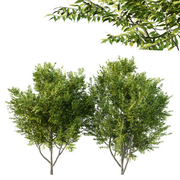 Trees  Manchurian Ash 01 3D model