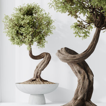 Bonsái HQ Plantas de Casa Ficus Retusa Microcarpa Ginseng 02 Modelo 3D