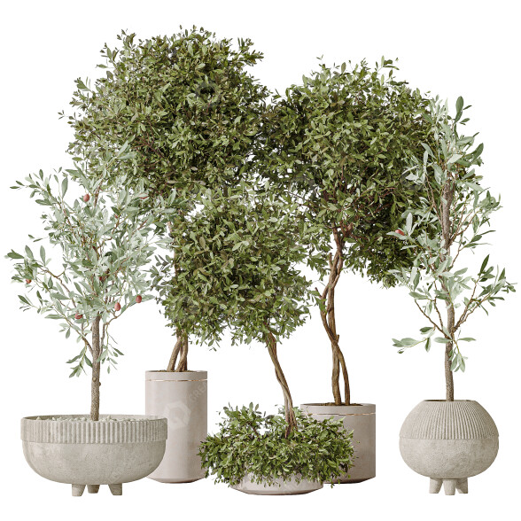 Rośliny doniczkowe Olive Artificial Olea model 3D