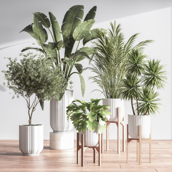Plantes en pot  Ensemble intérieur 055 Modèle 3D