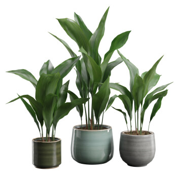 Rośliny doniczkowe  Aspidistra Elatior Pack Model 3D