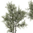 Bonsai-Baum Sammlung Set 221 - mio