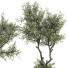 Bonsai-Baum Sammlung Set 221 - mio