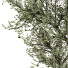 Bonsai-Baum Sammlung Set 221 - mio