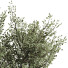 Bonsai-Baum Sammlung Set 221 - mio