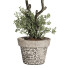 Bonsai-Baum Sammlung Set 221 - mio