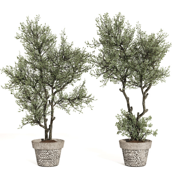 Bonsai-Baum Sammlung Set 221 3D-Modell