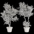 Bonsai-Baum Sammlung Set 221 - mio