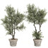 Bonsai-Baum Sammlung Set 221 - mio
