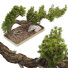 Drzewo Bonsai Collection Set 229 - mio