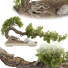 Drzewo Bonsai Collection Set 229 - mio