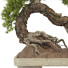 Drzewo Bonsai Collection Set 229 - mio