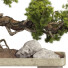 Drzewo Bonsai Collection Set 229 - mio