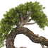 Drzewo Bonsai Collection Set 229 - mio