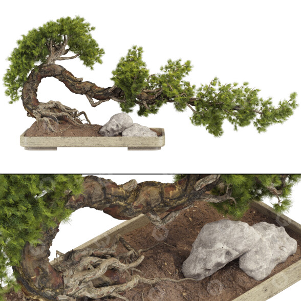 Drzewo Bonsai Collection Set 229 model 3D