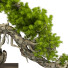Drzewo Bonsai Collection Set 231 - mio