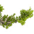 Drzewo Bonsai Collection Set 231 - mio