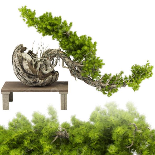 Drzewo Bonsai Collection Set 231 model 3D