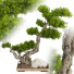 Drzewo Bonsai Collection Set 232 - mio