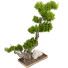 Drzewo Bonsai Collection Set 232 - mio