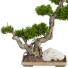 Drzewo Bonsai Collection Set 232 - mio