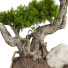 Drzewo Bonsai Collection Set 232 - mio