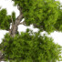 Drzewo Bonsai Collection Set 232 - mio