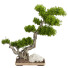 Drzewo Bonsai Collection Set 232 - mio