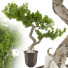 Bonsai-Baum Sammlung Set 235 - mio