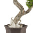 Bonsai-Baum Sammlung Set 235 - mio