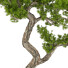 Bonsai-Baum Sammlung Set 235 - mio