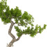 Bonsai-Baum Sammlung Set 235 - mio