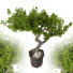 Bonsai-Baum Sammlung Set 235 - mio