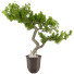 Bonsai-Baum Sammlung Set 235 - mio