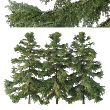 Árboles Cedro de Alaska 01