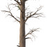 Árboles Chamaecyparis Thyoides - hyperion