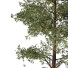 Árboles Chamaecyparis Thyoides - hyperion