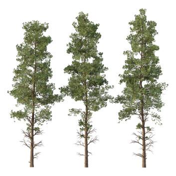 Trees  Chamaecyparis Thyoides 3D model