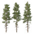 Árboles Chamaecyparis Thyoides - hyperion
