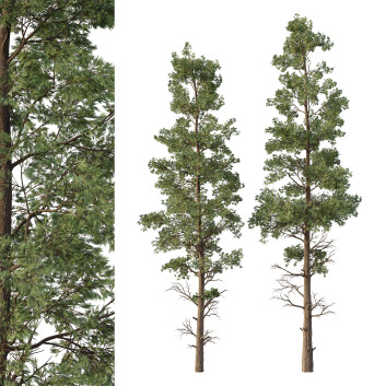 Árboles Chamaecyparis Thyoides 01