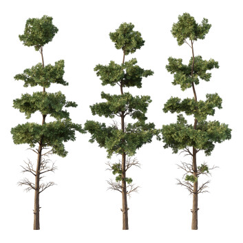 Árboles Chamaecyparis Thyoides 02
